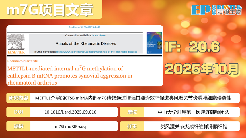 m7G项目文章 | IF 20.6 中大附一团队揭示METTL1介导m7G修饰通过CTSB促进类风湿关节炎滑膜侵袭的分子机制图
