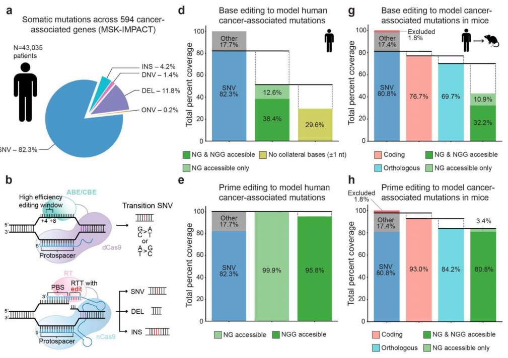 3.基因编辑动物模型