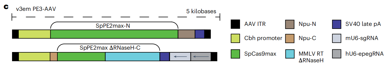 2.体内递送优化