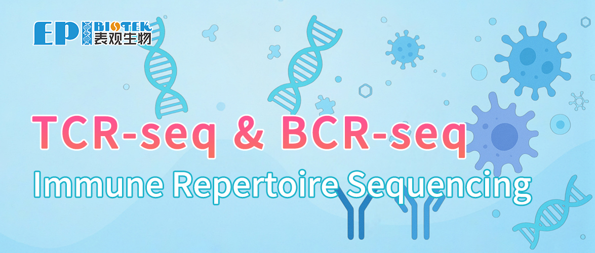 TCR-seq / BCR-seq图
