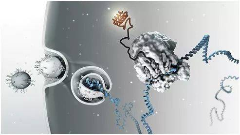 GRO-seq：新生RNA测序服务图