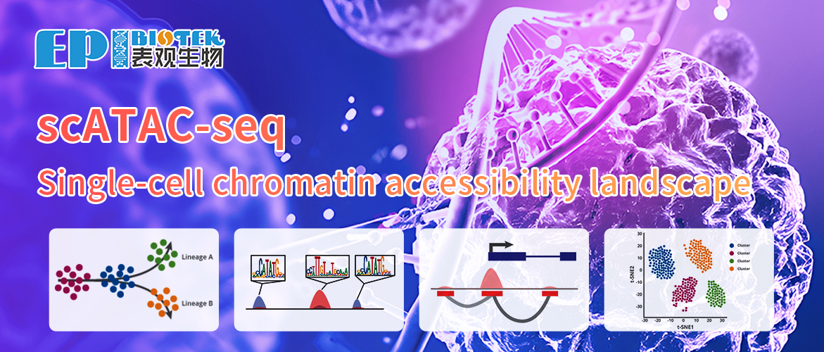 Single-cell ATAC-seq图