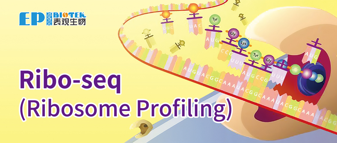 Ribosome Profiling (Ribo-seq)图