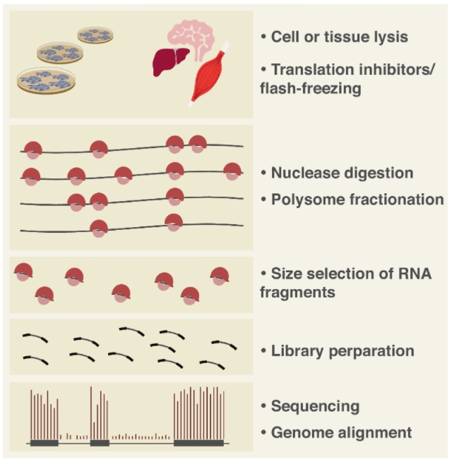 Ribosome-nuclease treatment degrades any mRNA regions not protected by translating ribosomes. High-throughput sequencing of the surviving fragments—termed ribosome footprints—maps the exact positions of ribosomes along the transcript. Regions with higher footprint density correspond to sites of slower elongation kinetics.
