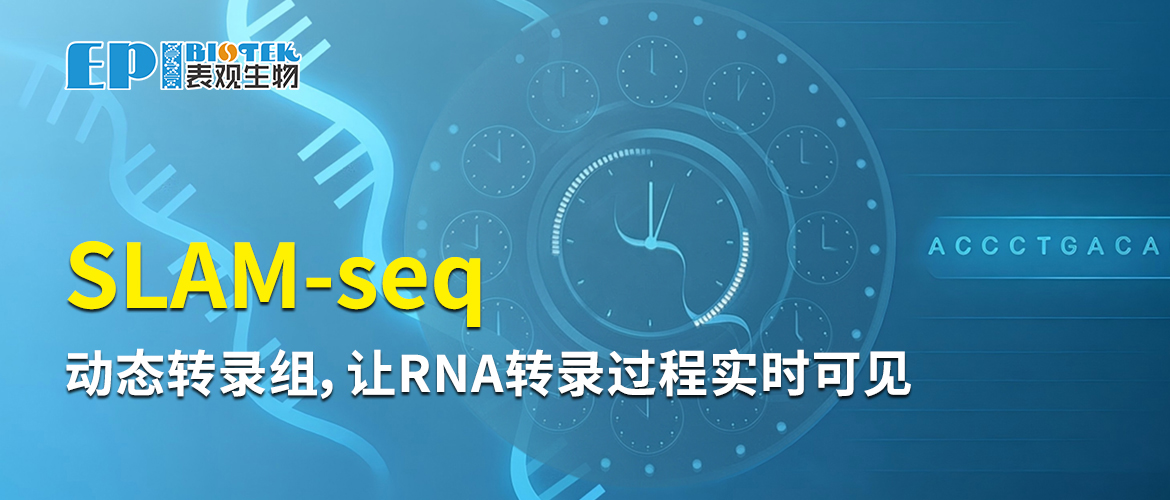 SLAM-seq服务（RNA代谢测序）图