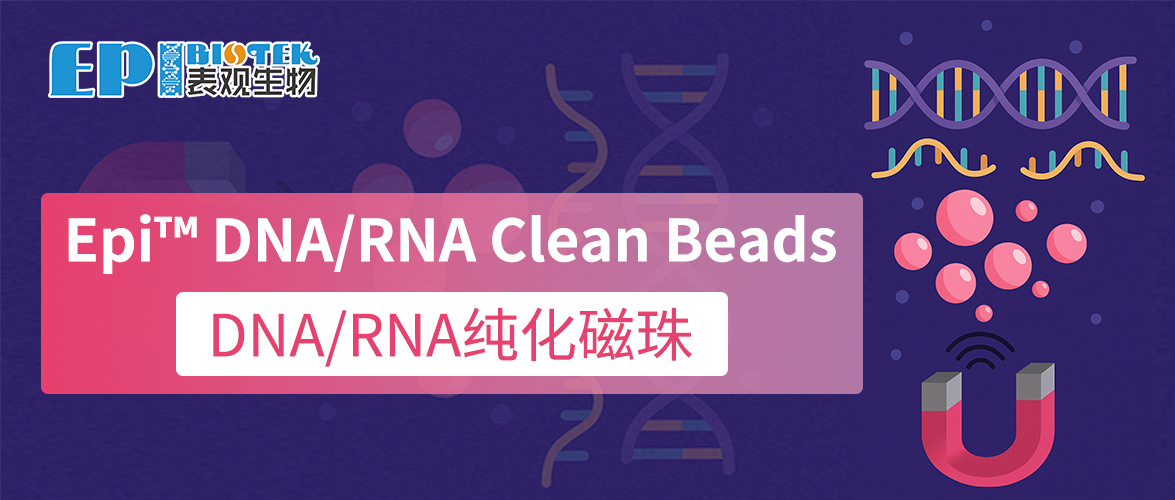 DNA/RNA纯化磁珠：Epi™ DNA/RNA Clean Beads图