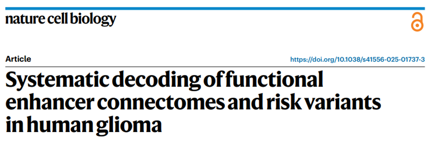 Nat Cell Biol | 胶质瘤风险SNP如何通过增强子网络促癌图