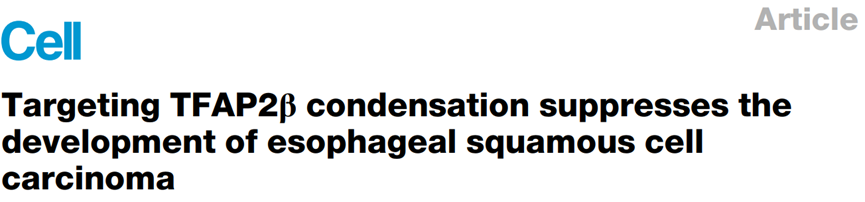 Cell | 靶向TFAP2β相分离抑制食管鳞癌发展 图