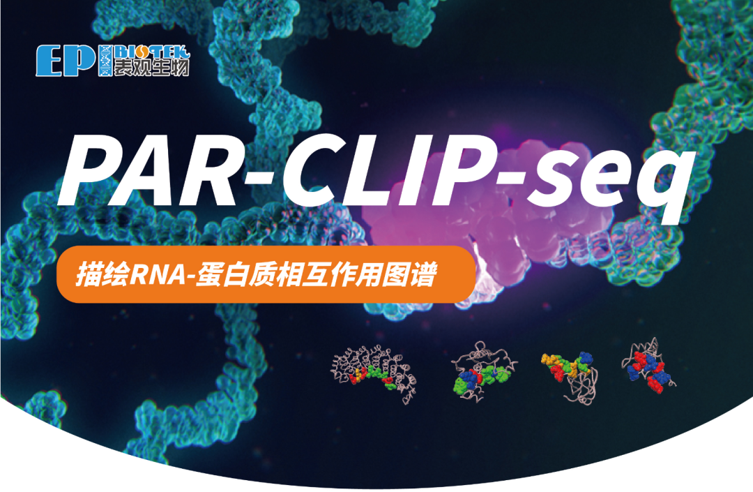 PAR-CLIP-seq：描绘RNA-蛋白质相互作用图谱图