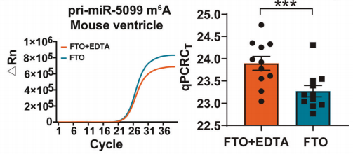 2. Acta Pharmacol Sin：METTL14介导pri-miR-5099的m6A甲基化驱动心肌梗死中心肌细胞焦亡的分子机制[3]
