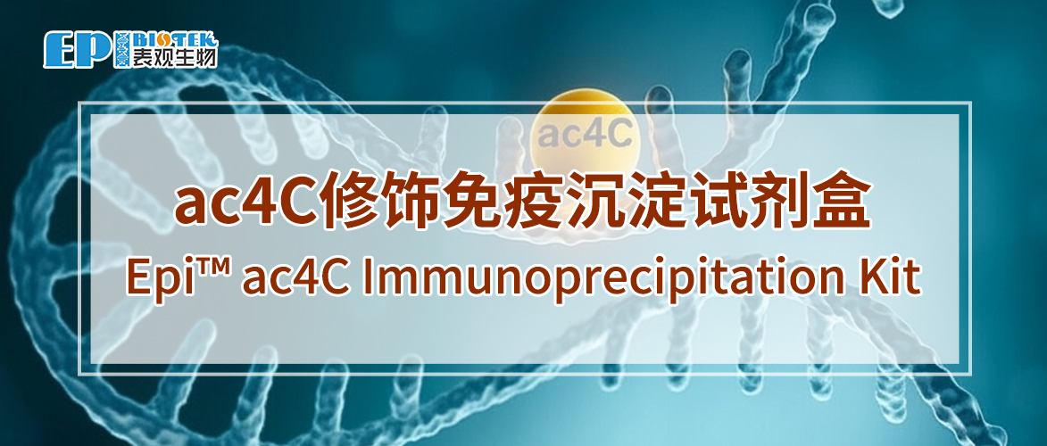 ac4C修饰免疫沉淀试剂盒：Epi™ ac4C Immunoprecipitation Kit图