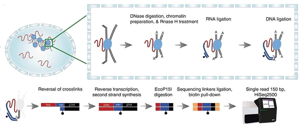 RADICL-seq: RNA-DNA interactions图