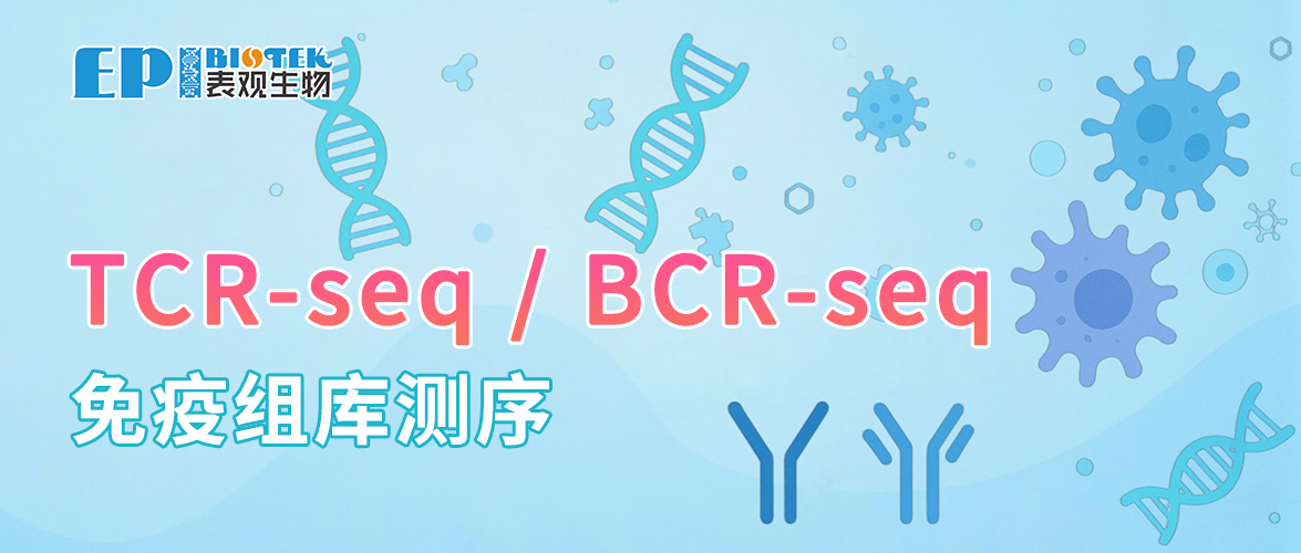  TCR/BCR-seq：免疫组库测序，解锁免疫密码，赋能精准医疗图