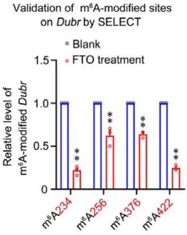 4. Cell Rep：m6A 修饰的长链非编码RNA 调控神经元发育及其机制[5]