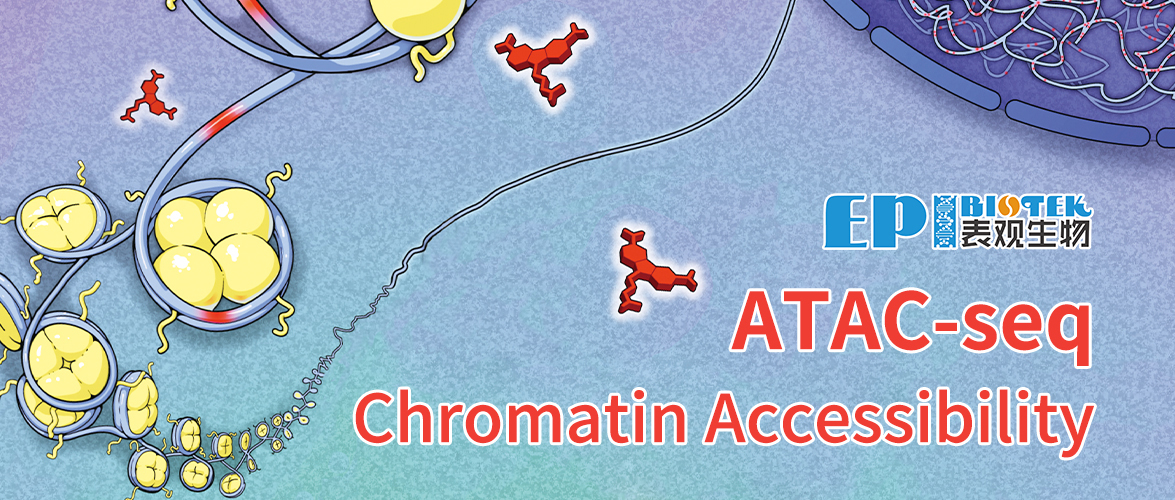 ATAC-seq图