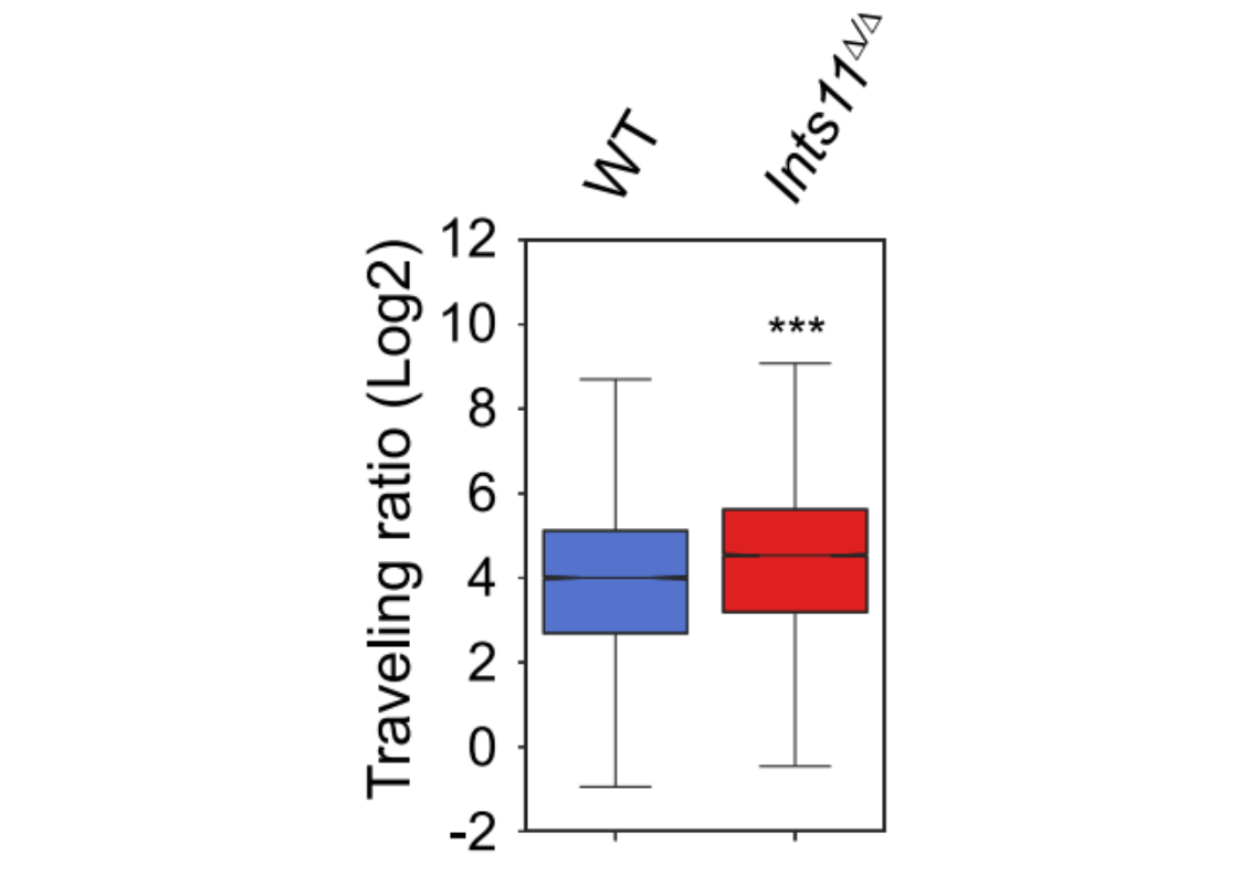 广州表观生物科技有限公司