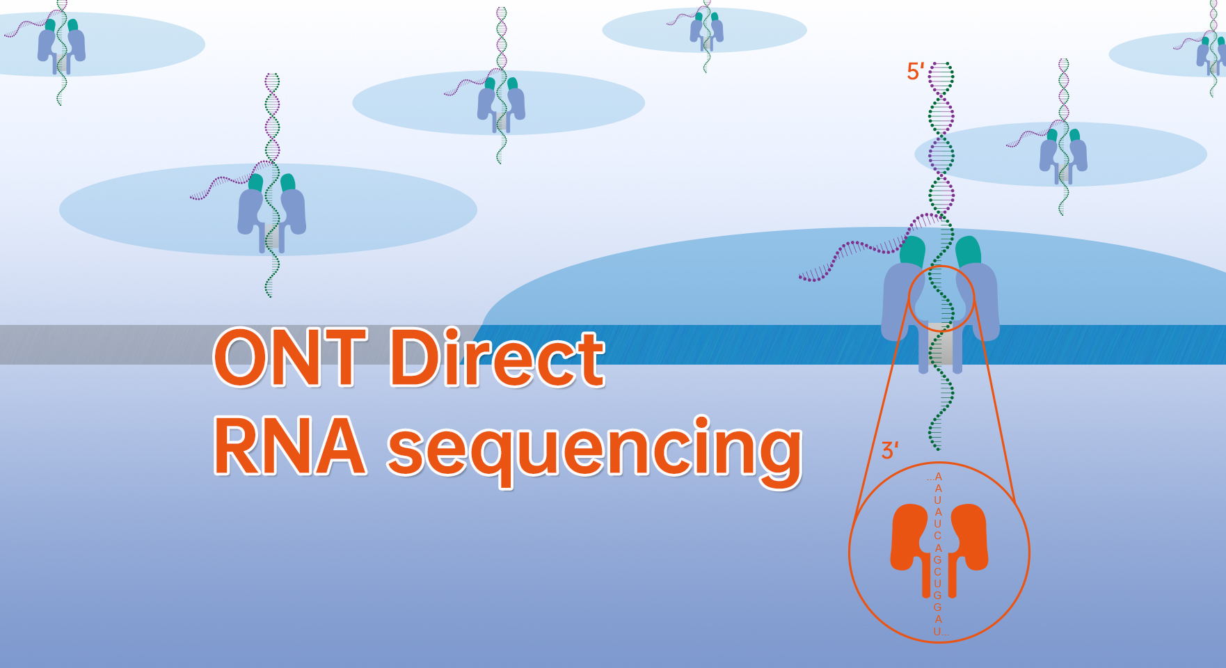 ONT Direct RNA sequencing图