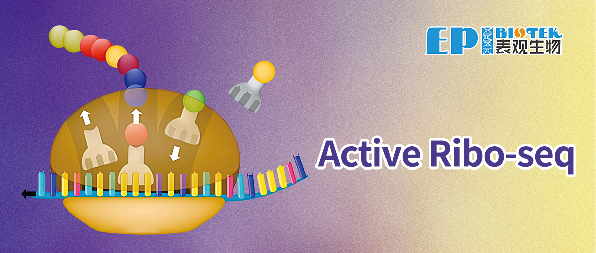 Active Ribo-seq图