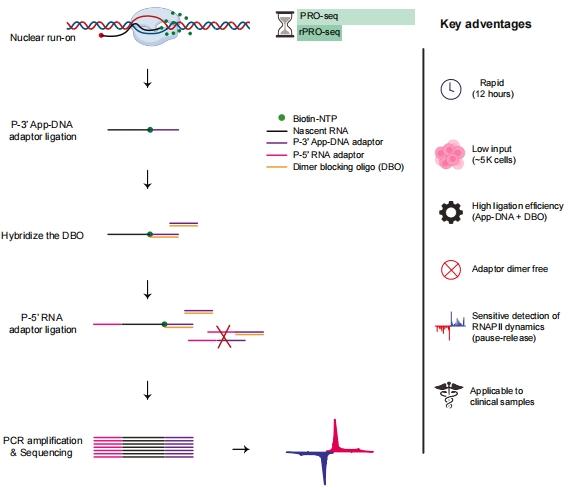 Why rPRO-seq?