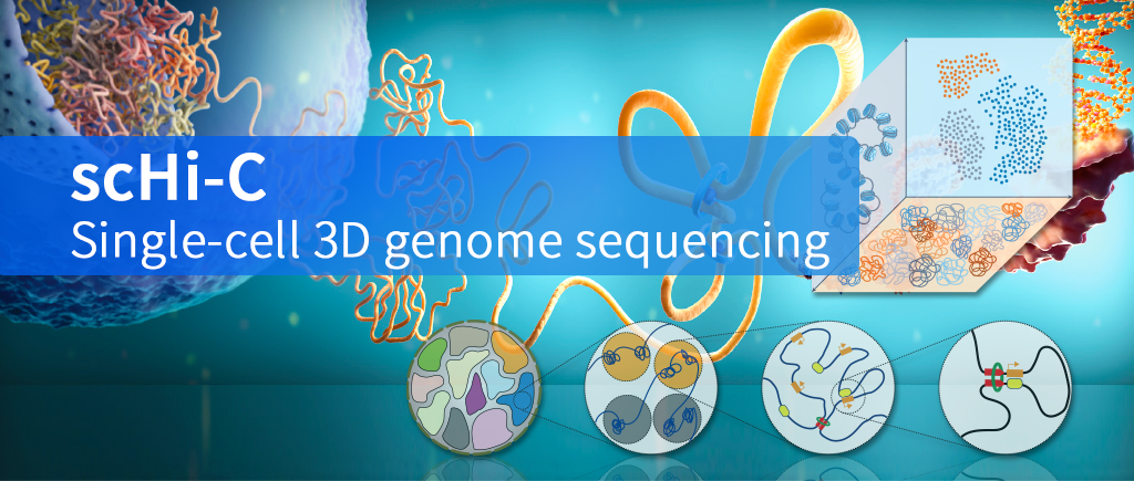 scHi-C图