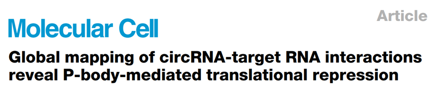 Mol Cell | 薛願超團隊最新成果：circRNA-RNA互作全景圖譜，揭示P-body介導的翻譯抑製機製圖