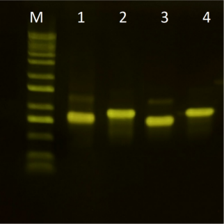广州表观生物科技有限公司
