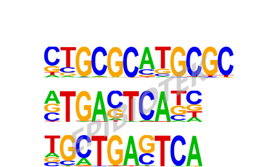 广州表观生物科技有限公司