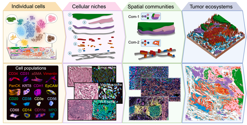 Cancer cell 综述 | 空间组学前沿：从技术演进到临床转化图