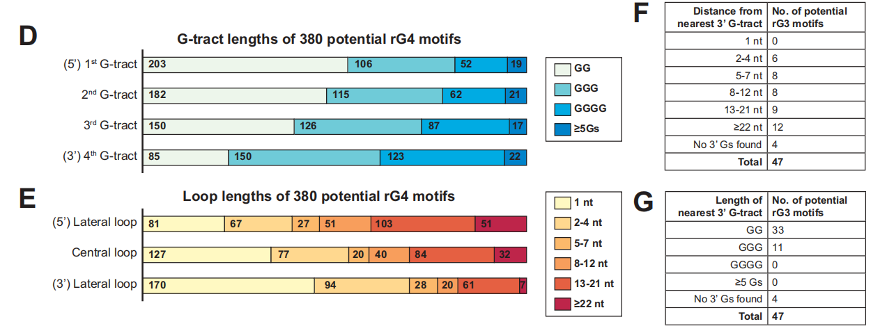 在新型结构发现方面，额外鉴定出380个新型潜在rG4和47个潜在RNA G-三联体（rG3），并通过PAGE-based RTS体外实验逐一验证，所有6个候选位点均得到证实。分析结果还揭示了一条此前未知的规律：rG4对结构缺陷的容忍度呈5′→3′递减趋势，即5′端的G-tract可更短、连接环可更长，而3′端则相反。
另外，作者利用rG4-seeker的重复独立特性系统评估了重复数量与检测重现性的关系，发现两重复实验可重现约70%的RTS位点，建议将实验规模从12个文库精简至4–6个文库，显著降低实验成本。