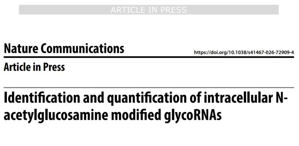 糖基化客户文章 | 细胞内GlcNAc修饰的Y5 RNA：从成像到定量分析的全新范式图