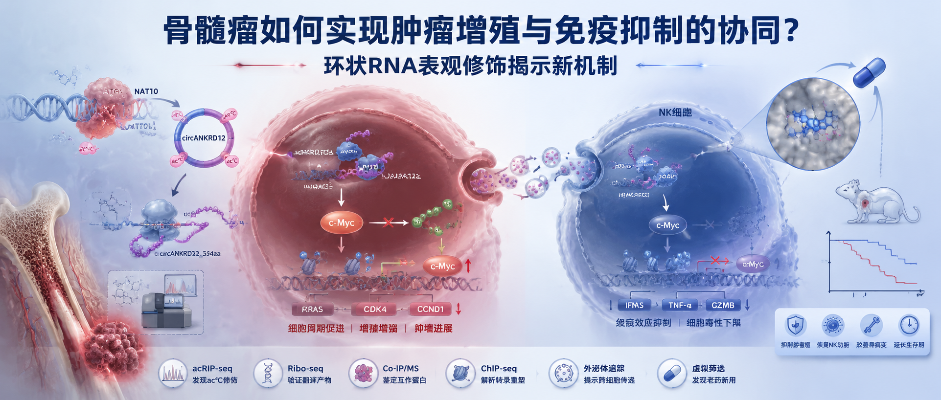 客户文章 | 骨髓瘤如何实现肿瘤增殖与免疫抑制的协同？环状RNA表观修饰揭示新机制图