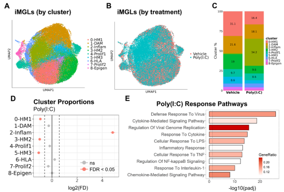 2. J Neuroinflammation（2025.12）：CRISPRi大规模筛选联合CROP-seq，单细胞解析阿尔茨海默病风险基因对小胶质细胞炎症的调控机制