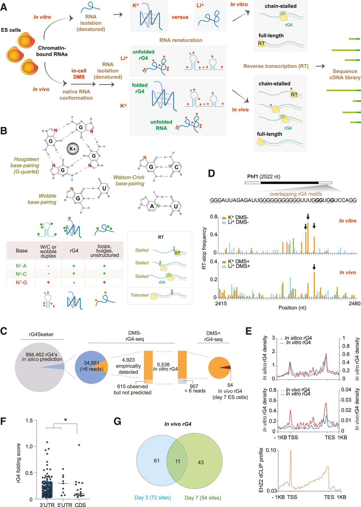 3、G-quadruplex folding in Xist RNA antagonizes PRC2 activity for stepwise regulation of X chromosome inactivation【14】