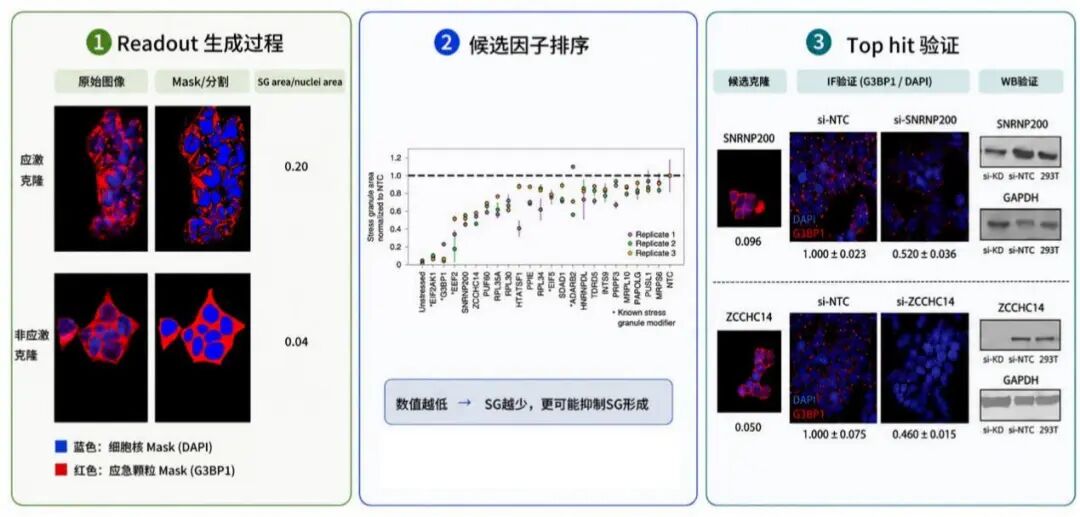 已经看到凝聚体表型， 下一步如何找到调控因子？CraftID-like HCS 定制化筛选与验证技术服务项目开放咨询图