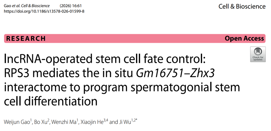 多组学项目文章 | lncRNA Gm16751通过RPS3介导的RNA原位互作促进小鼠精原干细胞分化图