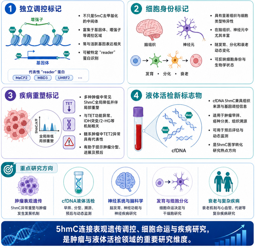 5hmC为什么值得关注？