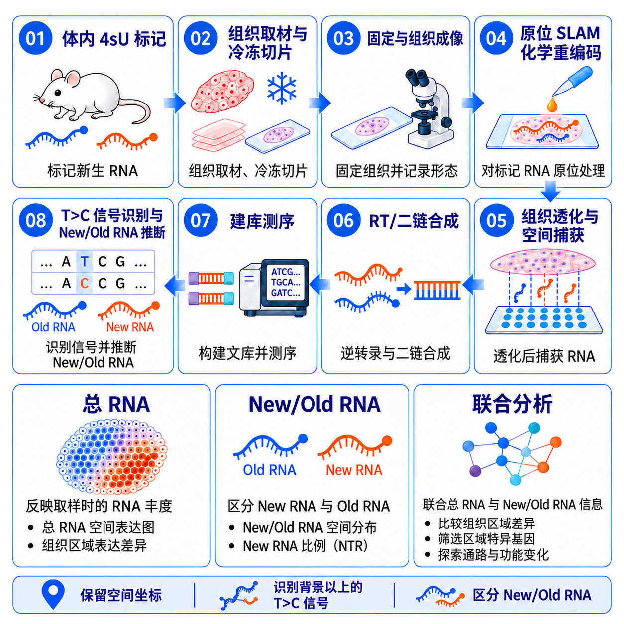 让新生RNA拥有空间坐标