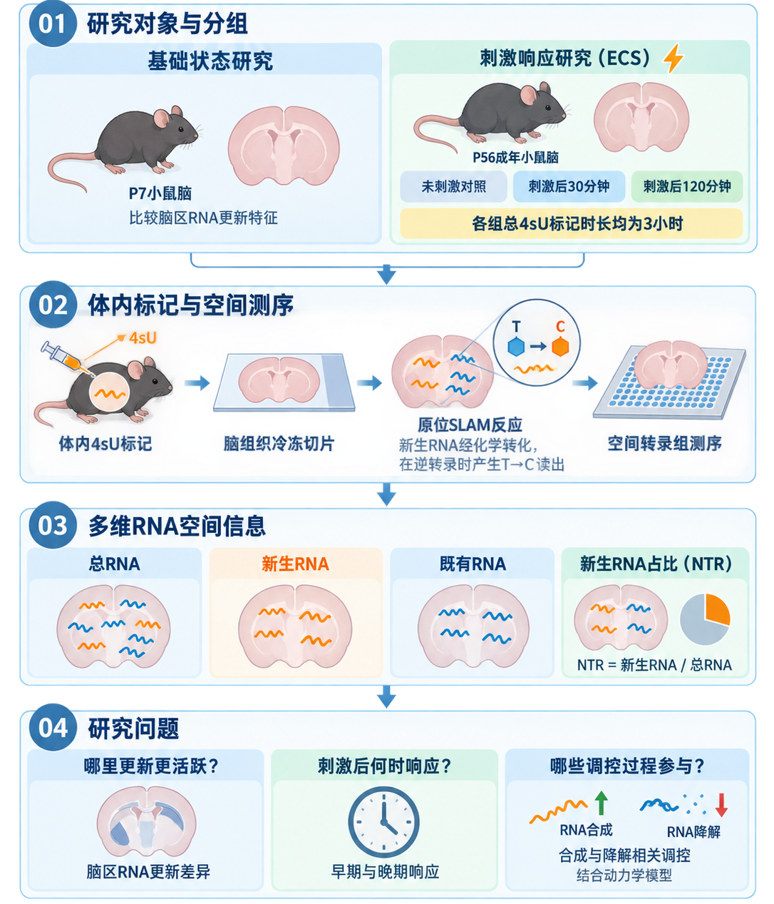 Spatial NT-seq的研究案例