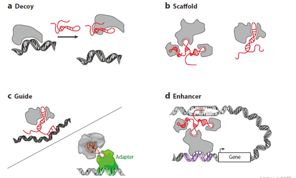 lncRNA研究图