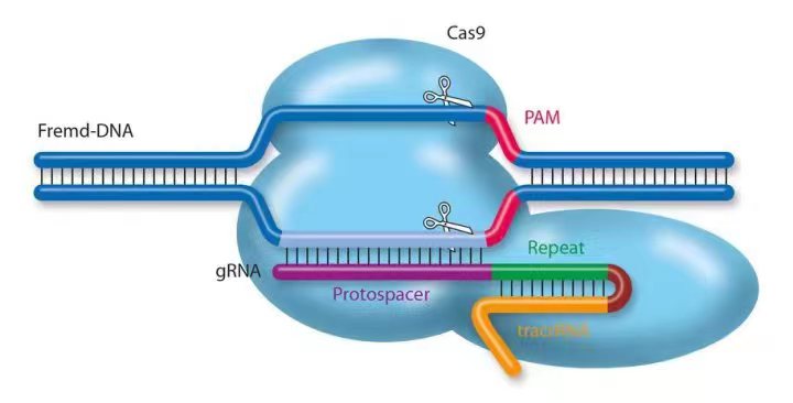 基因敲除-CRISPR/Cas9图